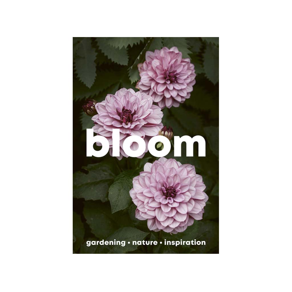 Bloom #16 cover